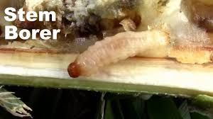 uploads/images/pest/sunflower borer.jpg